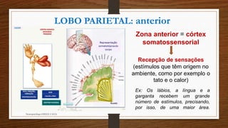 Neuropsicóloga GISELE CALIA
LOBO PARIETAL: anterior
Zona anterior = córtex
somatossensorial
Recepção de sensações
(estímulos que têm origem no
ambiente, como por exemplo o
tato e o calor)
Ex: Os lábios, a língua e a
garganta recebem um grande
número de estímulos, precisando,
por isso, de uma maior área.
 