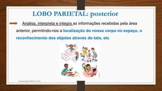 Neuropsicóloga GISELE CALIA
Analisa, interpreta e integra as informações recebidas pela área
anterior, permitindo-nos a localização do nosso corpo no espaço, o
reconhecimento dos objetos através do tato, etc.
LOBO PARIETAL: posterior
 