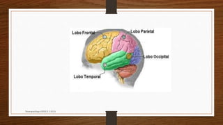 Neuropsicóloga GISELE CALIA
 