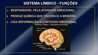 SISTEMA LÍMBICO - FUNÇÕES
1. RESPONSÁVEL PELA ATIVIDADE EMOCIONAL
2. PRODUZ QUÍMICA QUE FAVORECE A MEMÓRIA
3. LIGA IINFORMAÇÃO A CONTEÚDO EMOCIONAL
 