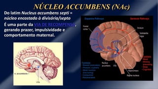 NÚCLEO ACCUMBENS (NAc)
Do latim Nucleus accumbens septi =
núcleo encostado à divisória/septo
É uma parte da VIA DE RECOMPENSA,
gerando prazer, impulsividade e
comportamento maternal.
 
