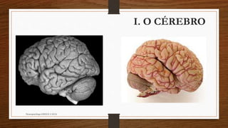 I. O CÉREBRO
Neuropsicóloga GISELE CALIA
 