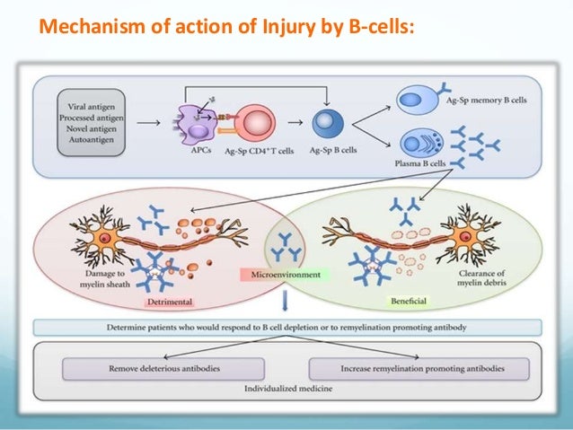 Ocrelizumab Versus Ifn Ss 1a In Rrms