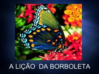 A LIÇÃO  DA BORBOLETA 