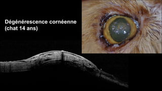 Dégénérescence cornéenne 
(chat 14 ans) 
 