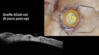 Greffe ACell-vet 
(8 jours post-op) 
 