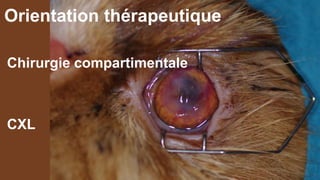 Orientation thérapeutique 
Chirurgie compartimentale 
CXL 
 
