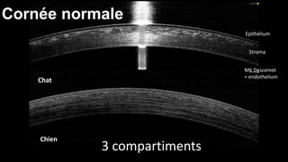 Cornée normale 
Chat 
Chien 
Epithélium 
Stroma 
Mb Descemet 
+ endothelium 
3 compartiments 
 