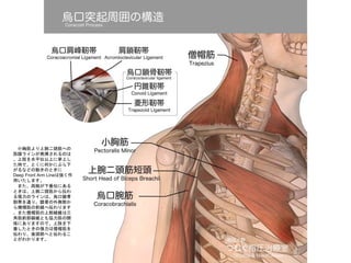 Сؽ^ؤ
Ĥ饤󤬰k]Τ
֫ˮƽλϤ˒Ϥ
rǡȤ˺Τˤ֤
ʤɤ΄ӤΤȤ
Deep Front Arm LineϏ
äޤ
ޤI´λˤ
Ȥϡ^遻
돈Υ饤ϡi
zͨꡢiǤȲ
ɮñǰF؁ޤ
ޤɮñϲS
ǽǰSȤfv
SˤޤΤǡ֫
ȤΏɮñ
ꡢ^ؤȁ뤳
Ȥ狼ޤ
 
