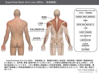Superficial Back Arm Line (SBALǳ) ϡɮñηڤʼ^ǿF?z?׵ͻ
ʼơ׼, , i1/3ؤ򤫤ޤβλɮñֹͣǤͬrˡ
ʼȤʤäƤޤĤޤɮñϲSǽǰSɮñвSǽвSɮ
ñ²SǽᲿSϤ줾fȤƽŲλ򰲶뤳Ȥǡͬr˃PϤ
तǤ
 