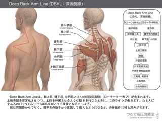 Deep Back Arm LineϡϽ, ½, СҽȣĤλ壨`Ʃ``գޤޤ
^򰲶Ĥġ֫չ褦ʄӤФʤȤˡΥ饤󤬃PޤȤ
ƥ˥ΥХåϥɤǤDBALȤƤҪȤʤǤ礦
ϼvǤʤ׹Ǥ΄ӤRʹ褦ˤʤȡ˷ߤǤޤ
 