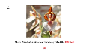 4
This is Caladenia melanema, commonly called the X Orchid.
X?
 