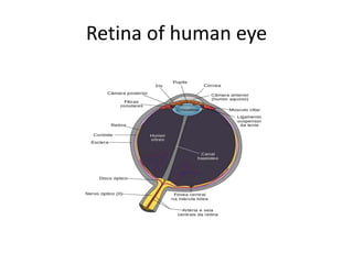 Human eye and retina anatomy | PPTX