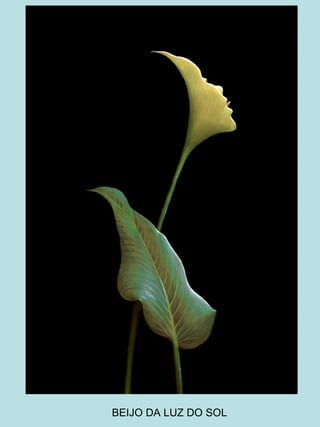 BEIJO DA LUZ DO SOL 