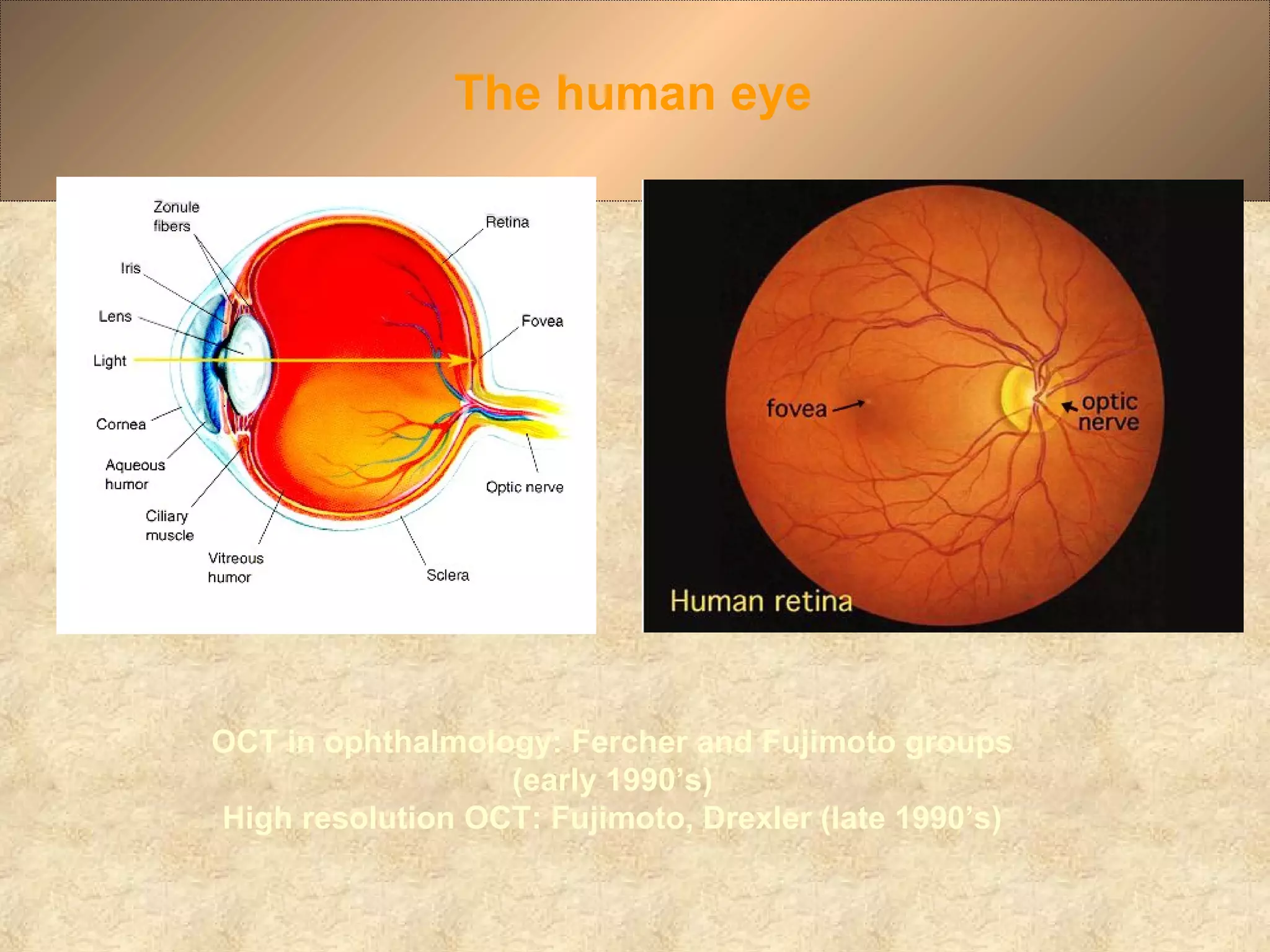 The human eye
OCT in ophthalmology: Fercher and Fujimoto groups
(early 1990’s)
High resolution OCT: Fujimoto, Drexler (late 1990’s)
 
