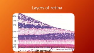 Layers of retina
 