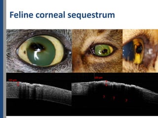 Feline corneal sequestrum
         114 µm




                    125 µm
115 µm




                             ?   ?
                                     ?
 