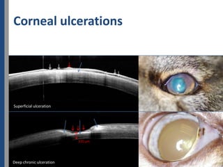 Corneal ulcerations




Superficial ulceration




                          320 µm




Deep chronic ulceration
 