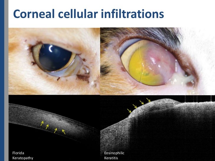 Optical Coherence Tomography of cat's cornea Evaluation de la corné…