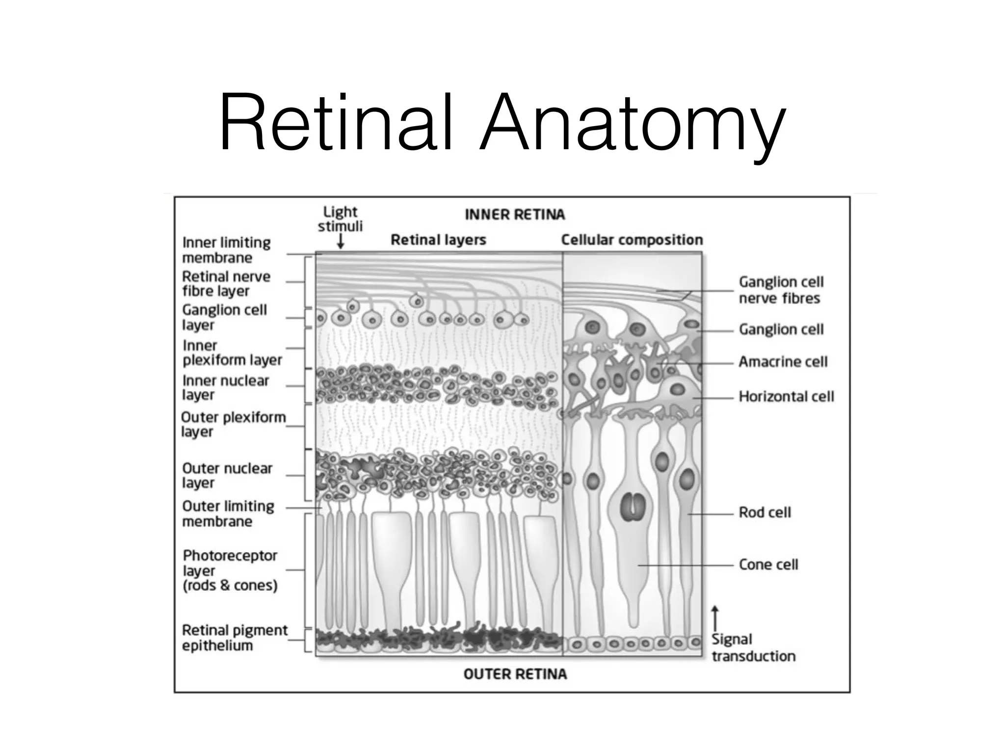 Retinal Anatomy 
 