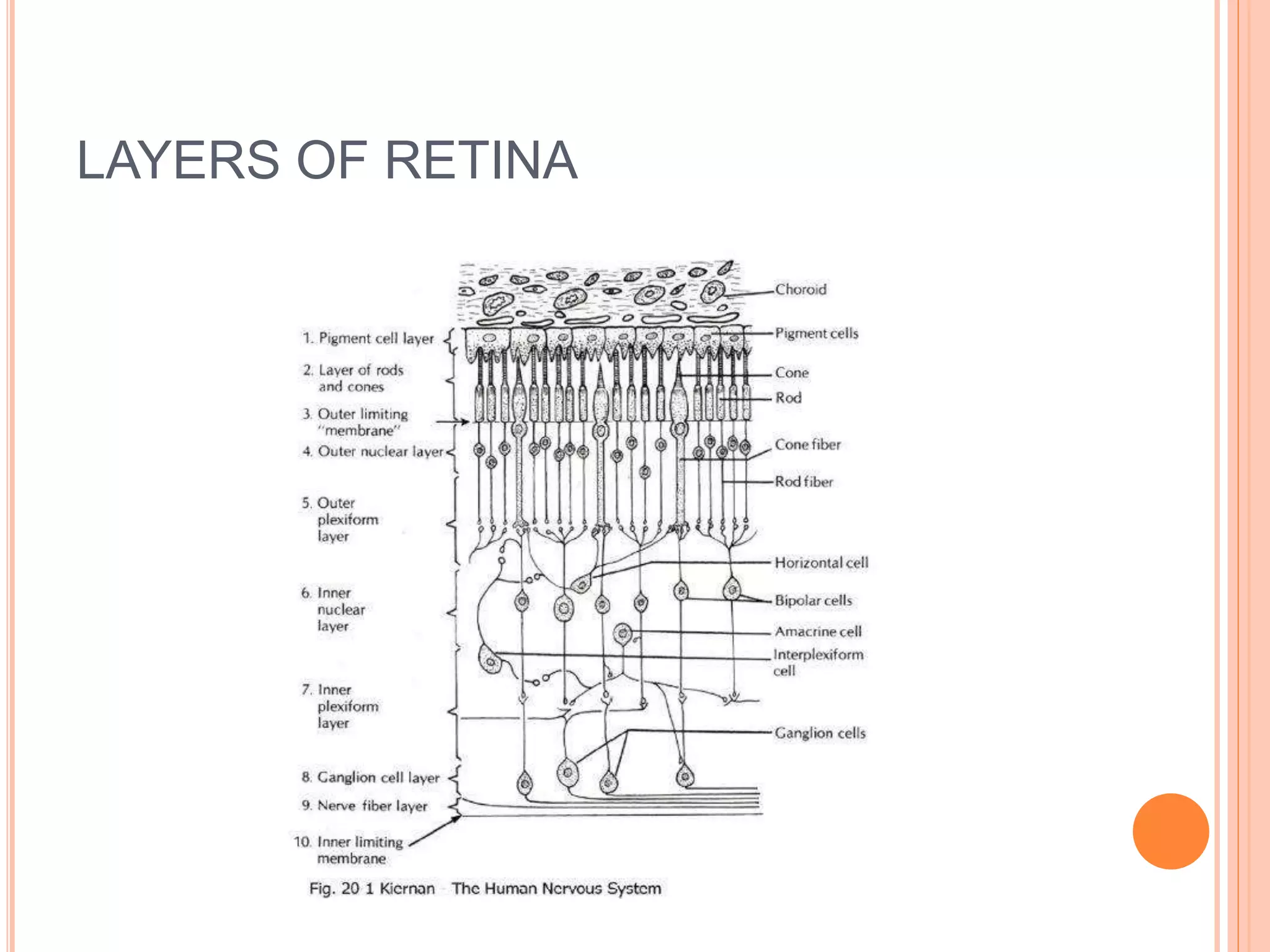 LAYERS OF RETINA
 