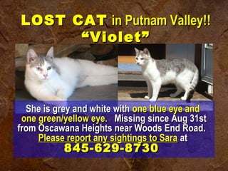 LOST CATLOST CAT in Putnam Valley!!in Putnam Valley!!
“Violet”“Violet”
She is grey and white withShe is grey and white with one blue eye andone blue eye and
one green/yellow eye.one green/yellow eye.  Missing since Aug 31st  Missing since Aug 31st
from Oscawana Heights near Woods End Road.from Oscawana Heights near Woods End Road.
Please report any sightings to SaraPlease report any sightings to Sara atat
845-629-8730845-629-8730
 