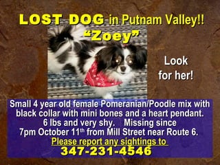LOST DOGLOST DOG in Putnam Valley!!in Putnam Valley!!
“Zoey”“Zoey”
Small 4 year old female Pomeranian/Poodle mix withSmall 4 year old female Pomeranian/Poodle mix with
black collar with mini bones and a heart pendant.black collar with mini bones and a heart pendant.
6 lbs and very shy.   Missing since6 lbs and very shy.   Missing since
7pm October 117pm October 11thth
from Mill Street near Route 6.from Mill Street near Route 6.
Please report any sightings toPlease report any sightings to
347-231-4546347-231-4546
LookLook
for her!for her!
 