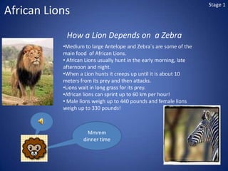 Stage 1<br />African Lions<br />How a Lion Depends on  a Zebra<br /><ul><li>Medium to large Antelope and Zebra`s are some ...