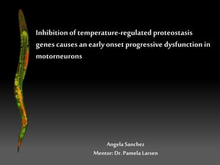 Angela Sanchez
Mentor:Dr. Pamela Larsen
Inhibitionof temperature-regulated proteostasis
genes causes an early onset progressive dysfunction in
motorneurons
 