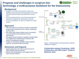 Progress and challenges in sorghum bio-
technology, a multi-purpose feedstock for the bioeconomy
Background
• Sorghum is the fifth most important cereal crop
globally by harvested area and production. Its drought
and heat tolerance allow high yields with minimal
input.
• It is a promising biomass crop for the production of
biofuels and bioproducts, particularly in the US.
• As an annual diploid, it’s also an excellent C4 model
system.
Approach
• Here we provide an overview of sorghum, particularly
aimed at plant researchers who may be considering
working with it.
• We review what makes sorghum such a successful
crop and identify some key traits for future
improvement.
• We assess recent progress in sorghum transformation
and highlight how transformation limitations still
restrict its widespread adoption.
• Finally, we summarize available sorghum genetic,
genomic, and bioinformatics resources.
Outcomes and Impacts
• Assist researchers who wish to work with one of
DOE’s flagship biomass species
• Identify current bottlenecks, and suggest topics for
future focused research
Silva et al. (2021) Journal of Experimental Botany, doi: 0.1093/jxb/erab450
Collaboration between Feedstocks, LEAD
Collaboration with BER project “Sorghum
Metabolic Atlas”
Figure 1. Representation of transformation methods
adopted for sorghum.
 