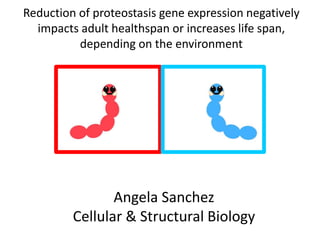 Reduction of proteostasis gene expression negatively
impacts adult healthspan or increases life span,
depending on the environment
Angela Sanchez
Cellular & Structural Biology
 