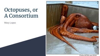 Octopuses, or
A Consortium
Mary Lopez
Photos ADF&G and NOAA
 
