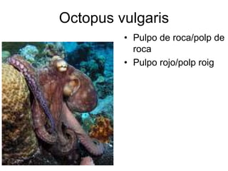 Octopus vulgaris
         • Pulpo de roca/polp de
           roca
         • Pulpo rojo/polp roig