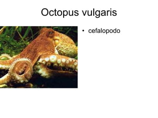 Octopus