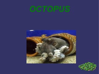 OCTOPUS

 