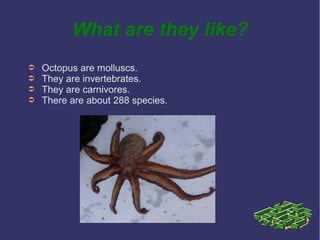 What are they like?
➲
➲
➲
➲

Octopus are molluscs.
They are invertebrates.
They are carnivores.
There are about 288 specie...