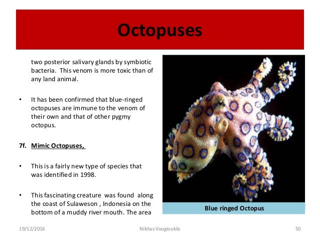 octopuses