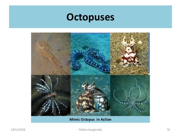 octopuses