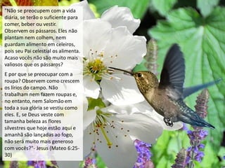 "Não se preocupem com a vida
diária, se terão o suficiente para
comer, beber ou vestir.
Observem os pássaros. Eles não
plantam nem colhem, nem
guardam alimento em celeiros,
pois seu Pai celestial os alimenta.
Acaso vocês não são muito mais
valiosos que os pássaros?
E por que se preocupar com a
roupa? Observem como crescem
os lírios do campo. Não
trabalham nem fazem roupas e,
no entanto, nem Salomão em
toda a sua glória se vestiu como
eles. E, se Deus veste com
tamanha beleza as flores
silvestres que hoje estão aqui e
amanhã são lançadas ao fogo,
não será muito mais generoso
com vocês?"- Jesus (Mateo 6:25-
30)
 