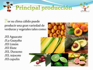 or su clima cálido puede
producir una gran variedad de
verduras y vegetales tales como:
♪El Aguacate
♪La Guayaba
♪El Limón
♪El Elote
♪EL Durazno
♪EL tejocote
♪El capulín
 