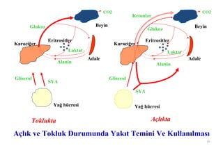 CO2                                               CO2
                                                         Ketonlar

       Glukoz                         Beyin                                            Beyin
                                                                   Glukoz

                Eritrositler                                   Eritrositler
Karaciğer                                        Karaciğer
                          Laktat                                            Laktat
                                   Adale                                             Adale
                    Alanin                                            Alanin

Gliserol                                      Gliserol
                SYA
                                                             SYA

                  Yağ hücresi                             Yağ hücresi

       Toklukta                                                     Açlıkta

Açlık ve Tokluk Durumunda Yakıt Temini Ve Kullanılması
                                                                                              10
 