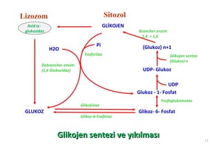 Lizozom                                    Sitozol
  Asid α-                                GLİKOJEN
 glukozidaz                                          Brancher enzim
                                                      1,4 > 1,6

                                    Pi                 (Glukoz) n+1
              H2O
                              Fosforilaz                              Glikojen sentaz
                                                                      (Glukoz) n
         Debrancher enzim
         (1,6 Glukozidaz)                              UDP- Glukoz

                                                                   UDP
                                                     Glukoz - 1- Fosfat
                                                                Fosfoglukomutaz
                            Glikokinaz
 GLUKOZ                                              Glikoz- 6- Fosfat
                            Glikoz-6-Fosfataz



                Glikojen sentezi ve yıkılması                                           12
 