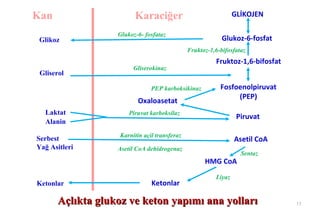 Kan                      Karaciğer                               GLİKOJEN

                   Glukoz-6- fosfataz
 Glikoz                                                     Glukoz-6-fosfat
                                               Fruktoz-1,6-bifosfataz
                                                         Fruktoz-1,6-bifosfat
                         Gliserokinaz
 Gliserol

                                PEP karboksikinaz          Fosfoenolpiruvat
                                                                (PEP)
                           Oxaloasetat
  Laktat               Piruvat karboksilaz
                                                                  Piruvat
  Alanin
                    Karnitin açil transferaz
Serbest                                                          Asetil CoA
Yağ Asitleri       Asetil CoA dehidrogenaz
                                                                   Sentaz
                                                     HMG CoA
                                                         Liyaz
Ketonlar                        Ketonlar

       Açlıkta glukoz ve keton yapımı ana yolları                               13
 