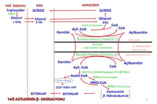 YAĞ DOKUSU           KAN                             KARACİĞER
 Trigliseridler   GLİKOZ                                            GLİKOZ
  Lipaz
    Gliserol        Gliserol                                       Gliserol
     + SYA          S YA                                               SYA
                                                     Açil-CoA Sentetaz        CoA
                                               Açil- CoA                              CoA
                               Karnitin                                                      Açilkarnitin
                                                  Karnitin Palmitoyl -Transferaz -I          SİTOZOL
                                                              Karnitin
                                                      Açil karnitin Translokaz
                                                                                               İç mitokondri
                                                                                               membranı
                                                 Karnitin Palmitoyl -Transferaz -II         MİTOKONDRİYUM

                                Karnitin                                                Açilkarnitin
                                               Açil- CoA                     CoA
                                                     Açil CoA Dehidrogenaz (YA-β Oks)
                                           Asetil-CoA          HMG-CoA Sentaz
                               Krebs Siklusu
                                                            HMG-CoA
                               CO2+ H2O+ ATP                               HMG-CoA Liyaz
                                                                           Asetoasetat
                  KETONLAR          KETONLAR
                                                                         β Hidroksibutirat
 YAĞ ASİTLERİNİN β - OKSİDASYONU                                                                        14
 
