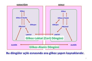 KARACİĞER                               ADALE

             Glikoz                                 Glikoz


       Glikoz-6-fosfat                         Glikoz-6-fosfat


                          Glikojen       Glikojen
            PİRUVAT                                 PİRUVAT



                      LAKTAT               LAKTAT

                      Glikoz-Laktat (Cori) Döngüsü
   ALANİN                                                        ALANİN
                         Glikoz-Alanin Döngüsü
Bu döngüler açlık esnasında ana glikoz yapım kaynaklarıdır.
                                                                          15
 