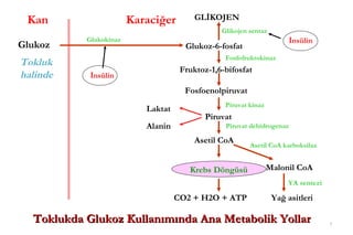Kan                    Karaciğer        GLİKOJEN
                                                Glikojen sentaz
           Glukokinaz                                                   İnsülin
Glukoz                                Glukoz-6-fosfat
                                                 Fosfofruktokinaz
Tokluk
                                     Fruktoz-1,6-bifosfat
halinde     İnsülin
                                      Fosfoenolpiruvat
                                                 Piruvat kinaz
                           Laktat
                                            Piruvat
                           Alanin                Piruvat dehidrogenaz

                                         Asetil CoA
                                                         Asetil CoA karboksilaz


                                       Krebs Döngüsü             Malonil CoA
                                                                      YA sentezi

                                    CO2 + H2O + ATP               Yağ asitleri

  Toklukda Glukoz Kullanımında Ana Metabolik Yollar                                7
 