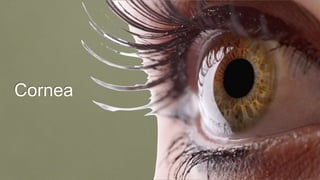 Cornea
 