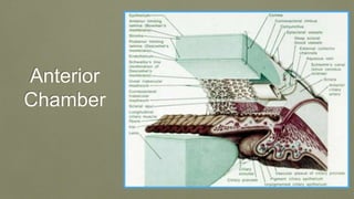 Anterior
Chamber
 
