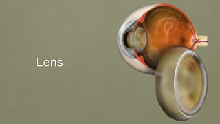 Lens
 