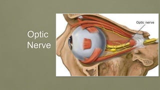 Optic
Nerve
 